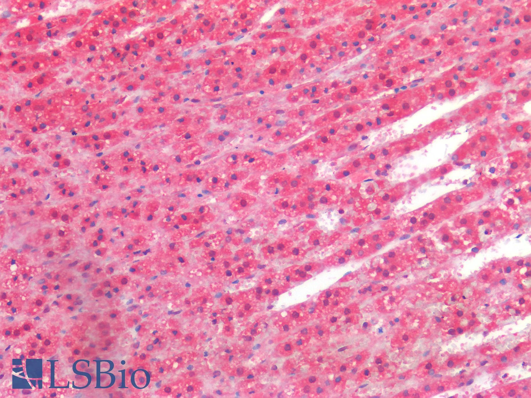 PathPlus™ TIMP2 Antibody (clone F27P3A4)