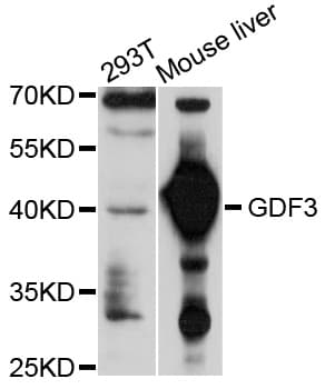 GDF3 Antibody