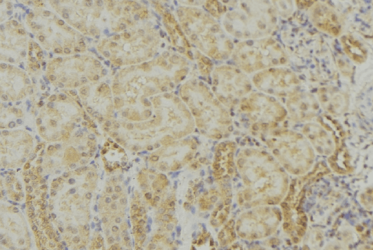 MRPS18B Antibody