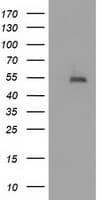 Monoclonal Mouse anti-Human HDAC1 Antibody (clone OTI5C3, IF, WB)