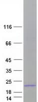 Human MDK / Midkine Protein (Recombinant Myc-DDK (Flag))