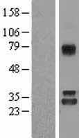 NIT1 Protein (Over-Expression Lysate Myc-DDK (Flag))
