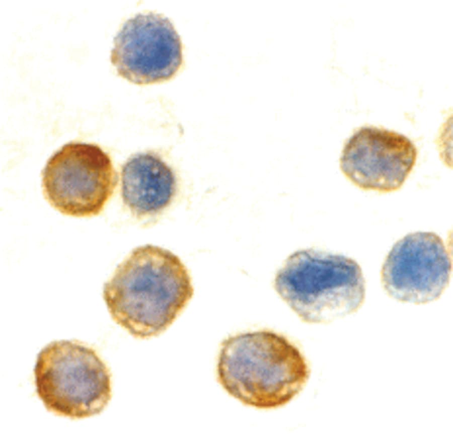 IHC-plus™ ACTB / Beta Actin Antibody