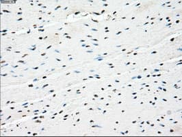 PPP5C Antibody (clone OTI6F1, Carrier-free)