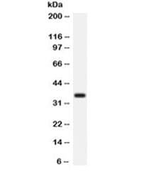 Polyclonal Rabbit anti-Human ARG1 / Arginase 1 Antibody (WB)