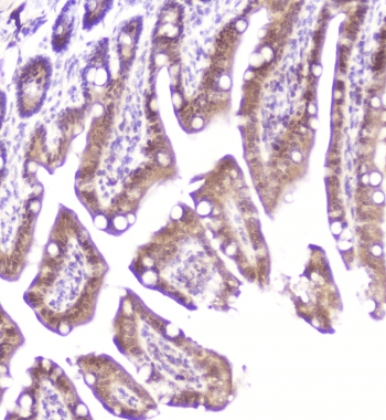 DDT / Dopamine Tautomerase Antibody