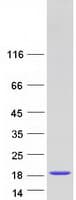 Human LGALS14 / CLC2 Protein (Recombinant Myc-DDK (Flag))