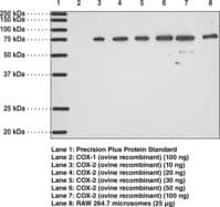 PTGS2 / COX2 / COX-2 Antibody