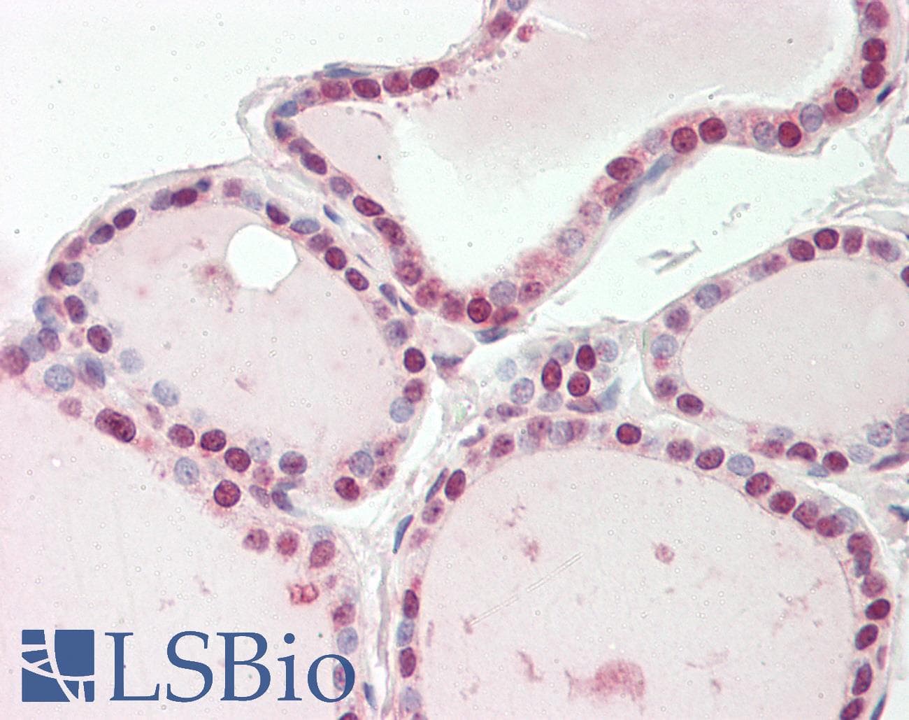 ENOSF1 Antibody (N-Terminus)