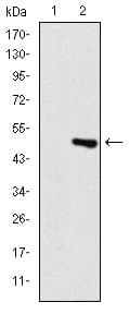 TNNI2 Antibody (clone 2F12A8)