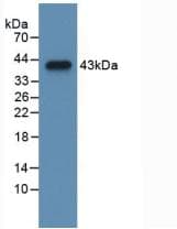 CCK / Cholecystokinin Antibody (aa1-115)