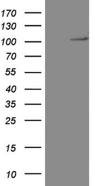 CD34 Antibody (clone OTI105C4)