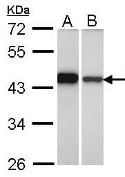 GIPC1 / GIPC Antibody (aa273-333)