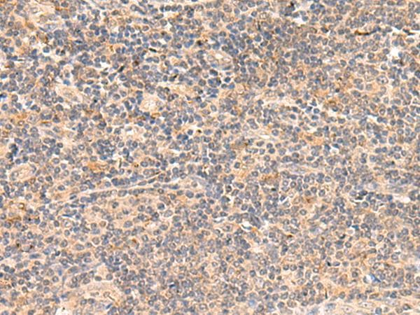 TEAD3 Antibody