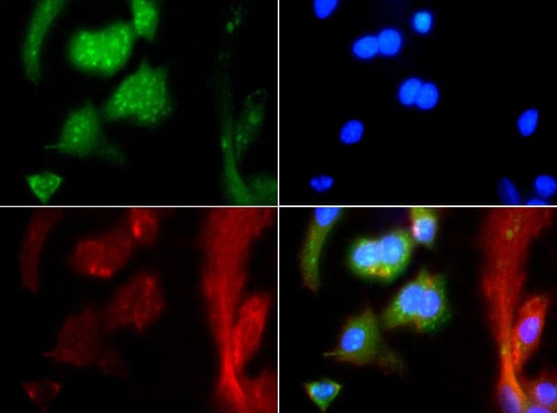 MAS1 / MAS Antibody