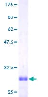 Human PLA2G1B Protein (Recombinant GST)