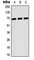 GP1BA / CD42b Antibody (Internal)