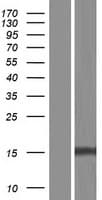 RNF185 Protein (Over-Expression Lysate Myc-DDK (Flag))