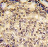 SOX9 Antibody (aa41-70)