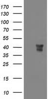 MSI1 / Musashi 1 Antibody (clone OTI1G8, Carrier-free)