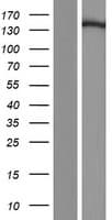 Human POLG Protein (Over-Expression Lysate Myc-DDK (Flag))