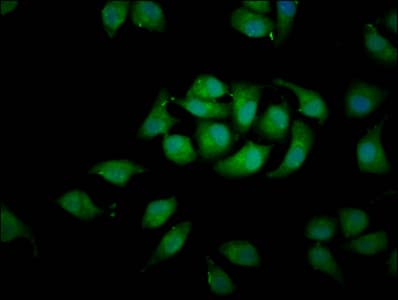 RASSF3 Antibody