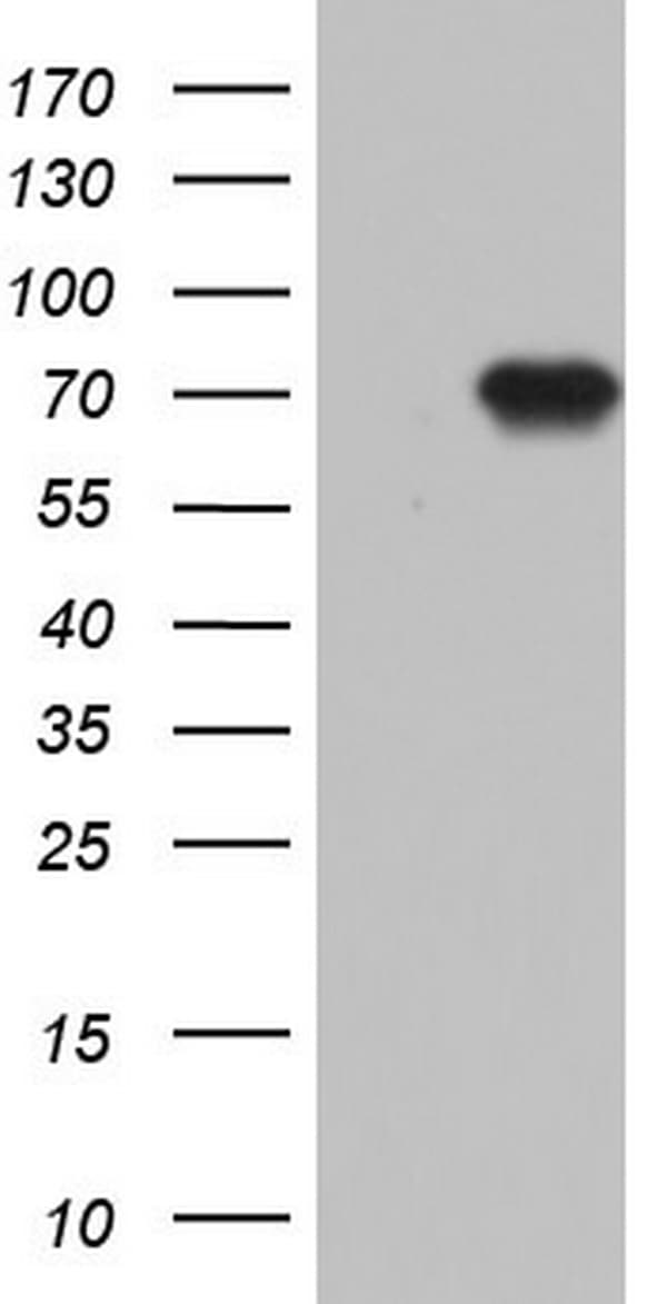 N4BP2L2 Antibody (clone OTI7F5)