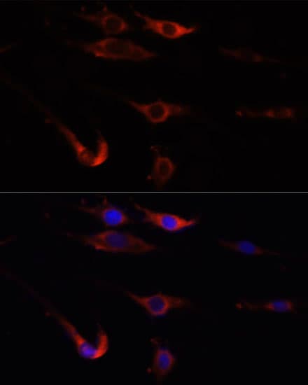 MTOR Antibody