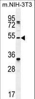 TAPT1 Antibody (aa530-558)