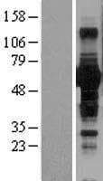 BTN1A1 Protein (Over-Expression Lysate Myc-DDK (Flag))