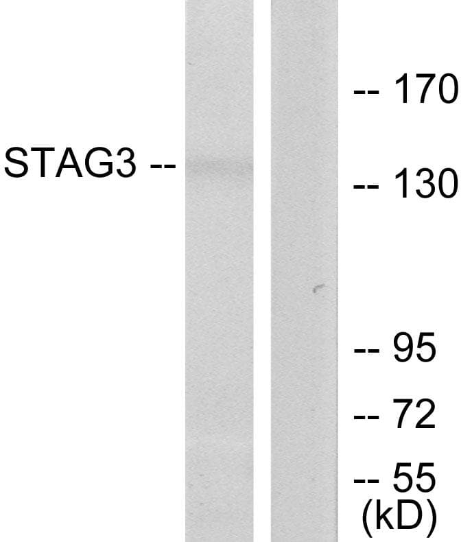 STAG3 Antibody