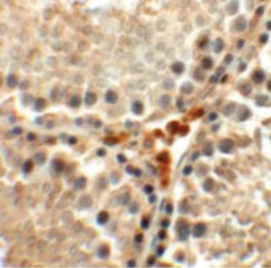 MEIG1 Antibody