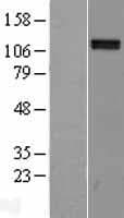 Human NRP2 / Neuropilin 2 Protein (Over-Expression Lysate Myc-DDK (Flag))