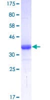 Human TM4SF6 / TSPAN6 Protein (Recombinant GST, N-terminus)