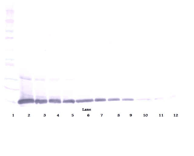 IHC-plus™ IL22 Antibody