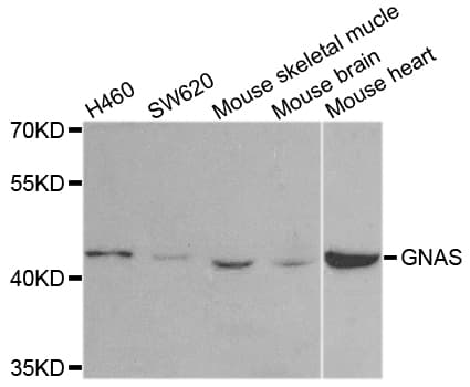 GNAS Antibody
