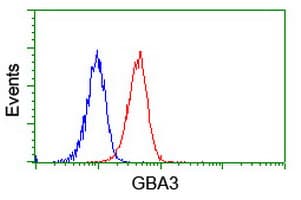 GBA3 / CBG Antibody (aa1-150, clone OTI5G5, Carrier-free)