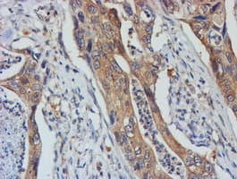 TULP3 Antibody (clone OTI4E5)