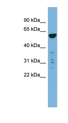 PTDSS2 Antibody (aa35-84)