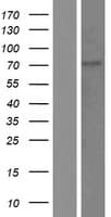 Human KLHL13 Protein (Over-Expression Lysate Myc-DDK (Flag))