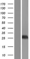 THAP4 Protein (Over-Expression Lysate Myc-DDK (Flag))