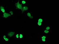 RTFDC1 Antibody (clone OTI1E8)