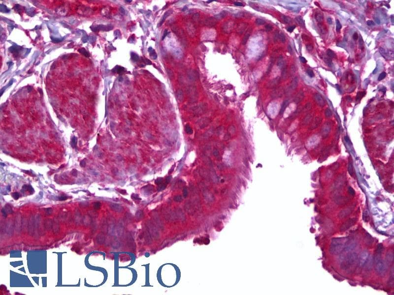 IHC-plus™ MFGE8 /Lactadherin Antibody (clone 1E7)