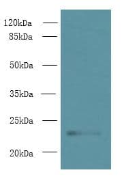TMEM222 Antibody