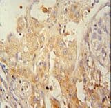 PINK1 Antibody (clone 38CT18.7)