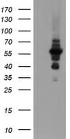 Monoclonal Mouse anti-Human DPH2 Antibody (clone OTI1A12, Carrier-free, IHC, WB)