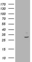 IFI35 Antibody (clone OTI1E3)