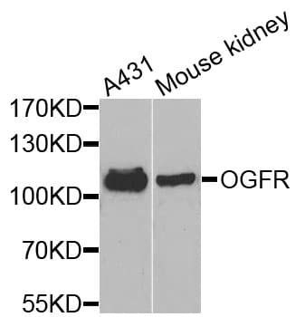 OGFR Antibody