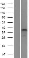 CAPN3 / Calpain 3 Protein (Over-Expression Lysate Myc-DDK (Flag))
