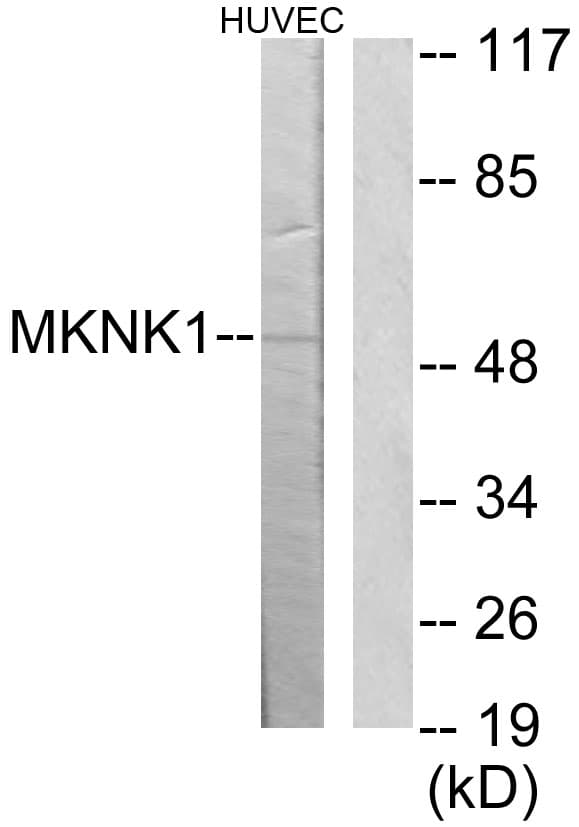 MKNK1 / MNK1 Antibody (aa111-160)